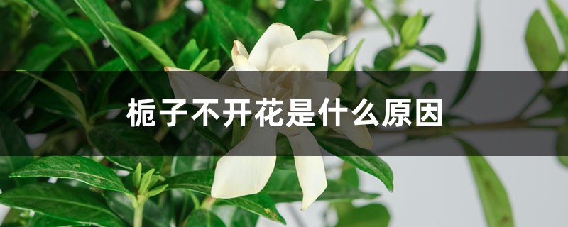 <strong>梔子不開花是什么原因</strong>