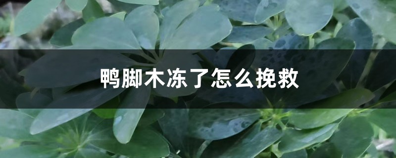 <strong>鴨腳木凍了怎么挽救</strong>