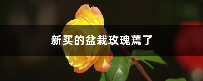 <strong>新買的盆栽玫瑰蔫了要怎么解決，怎么處理</strong>