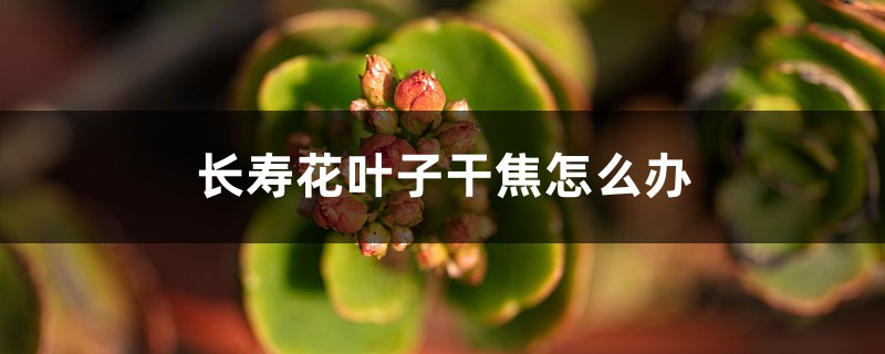 <strong>長壽花葉子干焦怎么解決，怎么處理</strong>