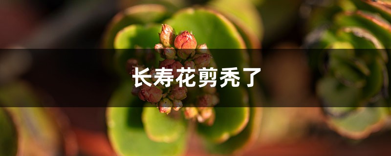 <strong>長壽花剪禿了還發芽嗎</strong>