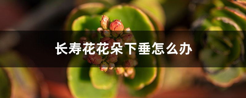 <b>長壽花花朵下垂怎么解決，怎么處理</b>