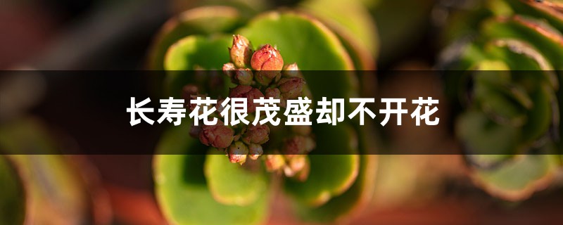 <strong>為什么長壽花很茂盛卻不開花</strong>