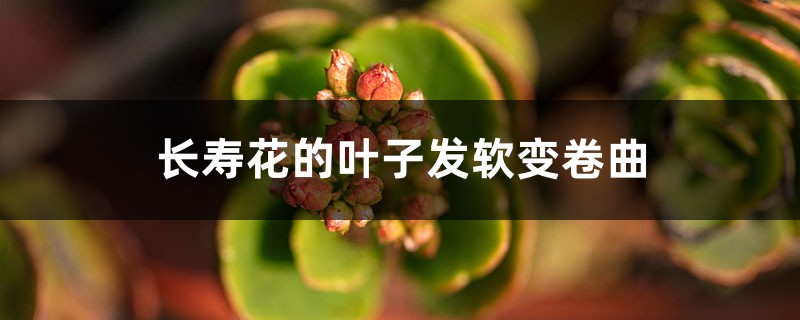 <strong>長壽花的葉子為什么會發(fā)軟變卷曲</strong>