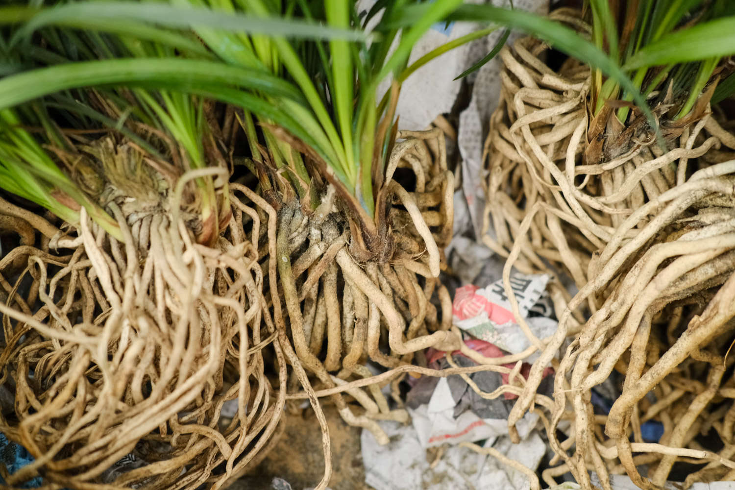 蘭花只長葉不開花怎么回事