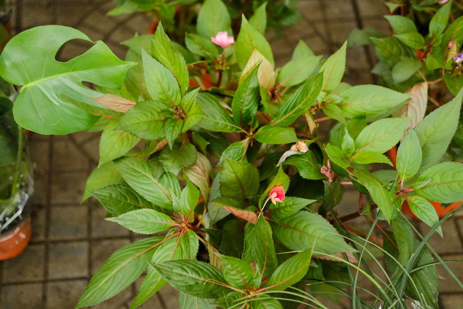 鳳仙花葉子蔫了怎么解決，怎么處理