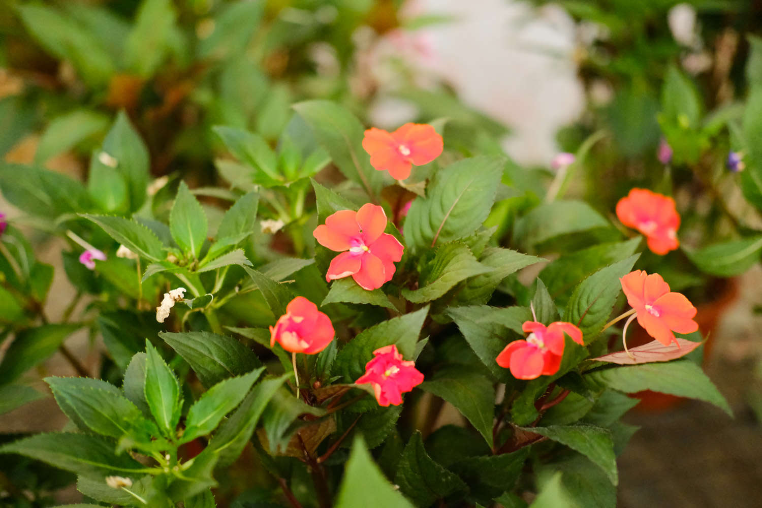 鳳仙花葉子蔫了怎么解決，怎么處理