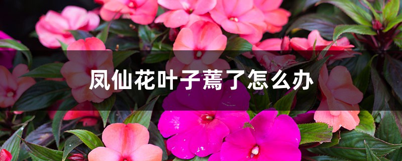 <b>鳳仙花葉子蔫了怎么解決，怎么處理</b>