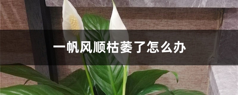 <b>一帆風(fēng)順枯萎了怎么解決，怎么處理</b>