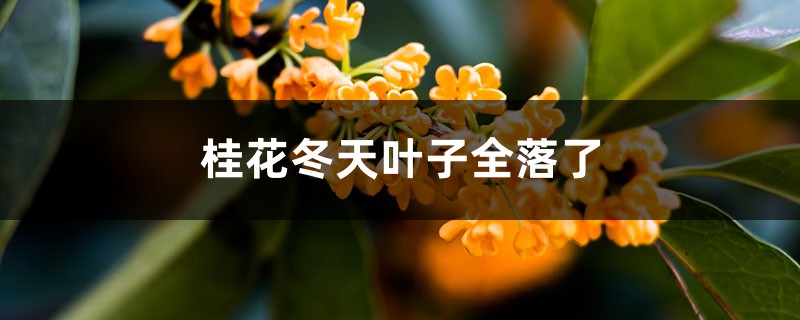 <strong>桂花冬天葉子全落了怎么解決，怎么處理</strong>