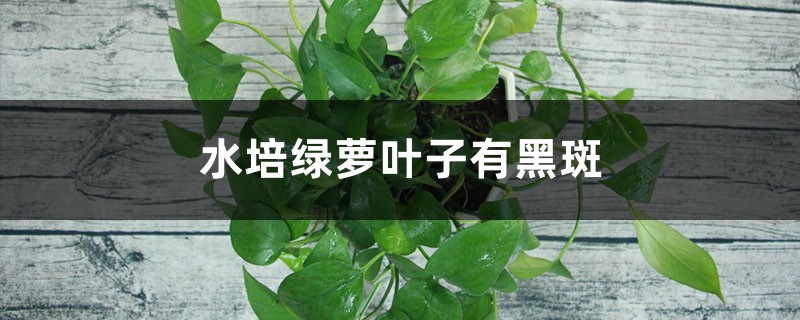 <b>水培綠蘿葉子有黑斑怎么回事</b>