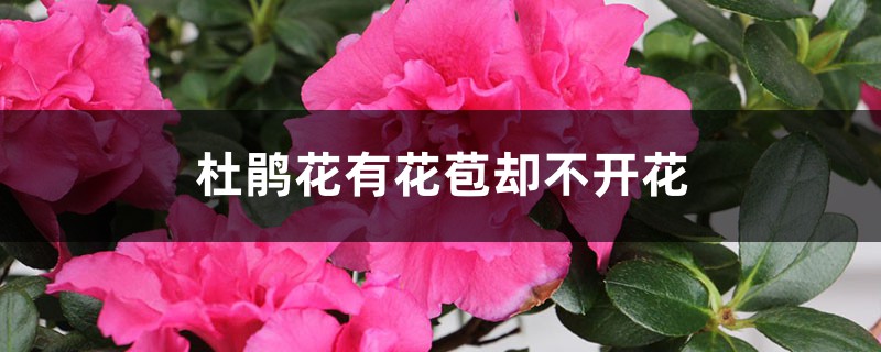 <strong>杜鵑花有花苞卻不開(kāi)花怎么解決，怎么處理</strong>