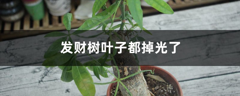 <strong>發財樹葉子都掉光了還能恢復嗎</strong>