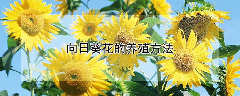 向日葵花的養(yǎng)殖方法