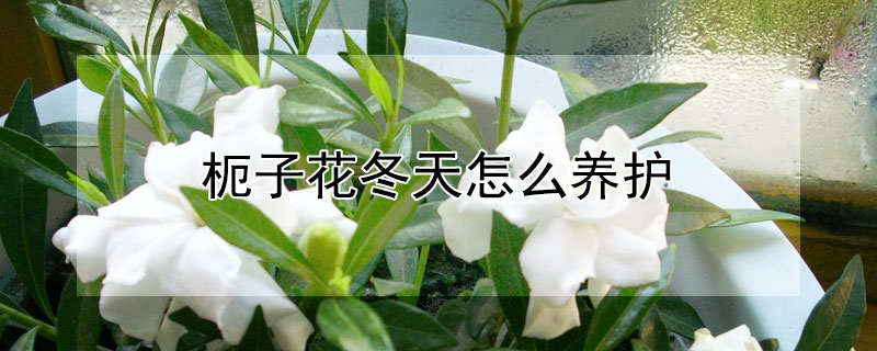 枙子花冬天怎么養護