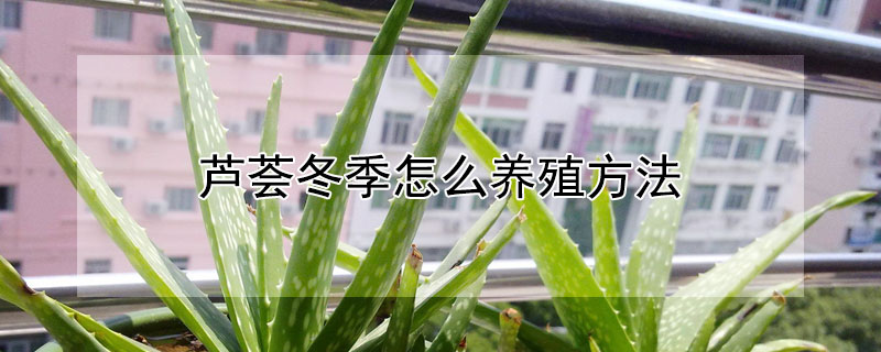 蘆薈冬季怎么養殖方法