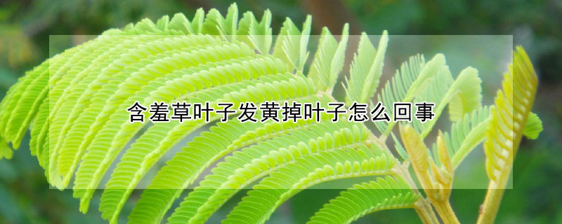 含羞草葉子發(fā)黃掉葉子怎么回事