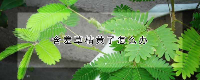 含羞草枯黃了怎么辦