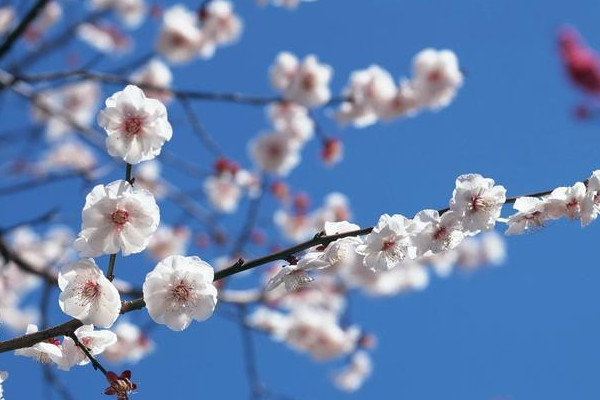 梅花冬季室內怎么養