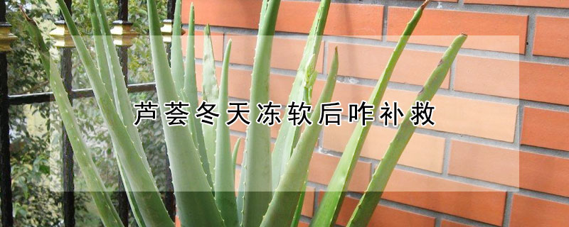 蘆薈冬天凍軟后咋補(bǔ)救