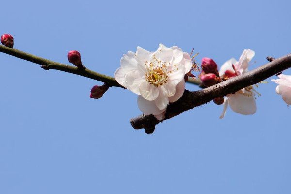 廣州梅花什么時候開花