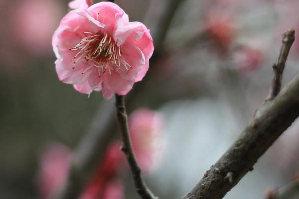 梅花為什么不能在家養(yǎng)