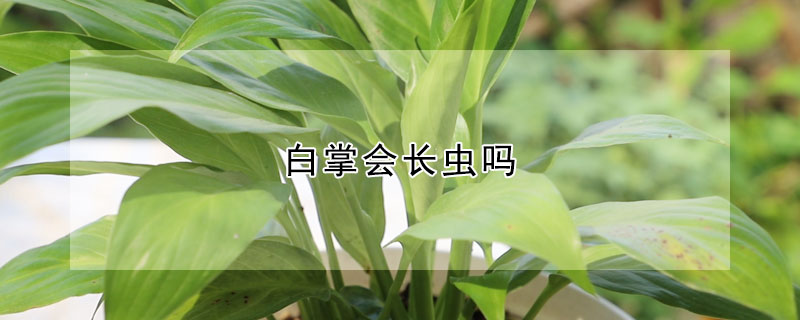 白掌會長蟲嗎