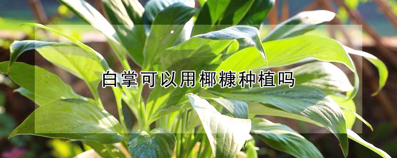 白掌可以用椰糠種植嗎