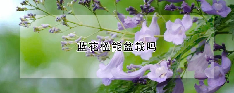 藍花楹能盆栽嗎