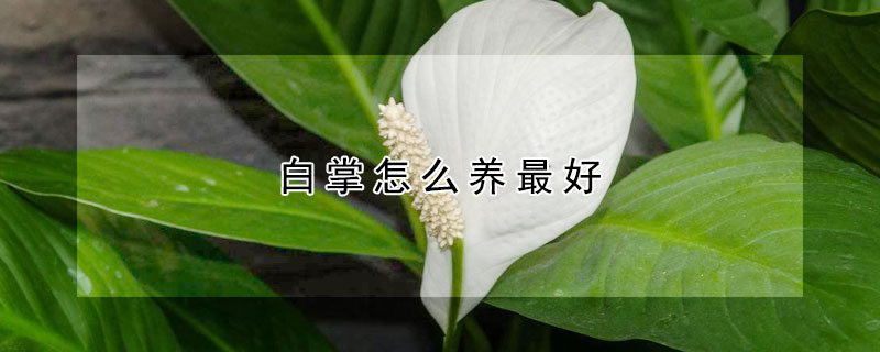 白掌怎么養最好