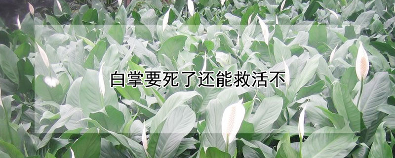 白掌要死了還能救活不