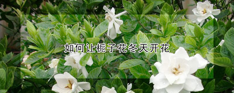 如何讓梔子花冬天開花