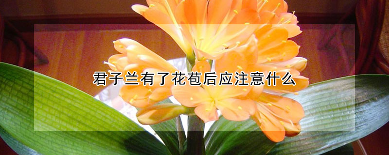 君子蘭有了花苞后應注意什么