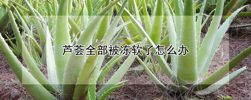 蘆薈全部被凍軟了怎么辦