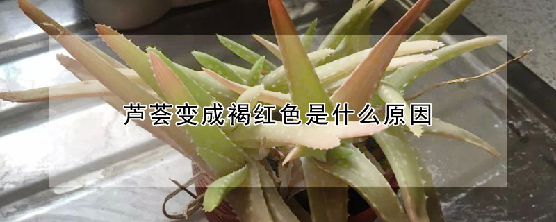 蘆薈變成褐紅色是什么原因