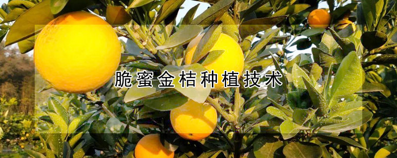 脆蜜金桔種植技術