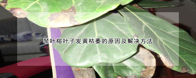 琴葉榕葉子發(fā)黃枯萎的原因及解決方法