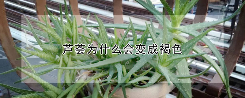 蘆薈為什么會變成褐色