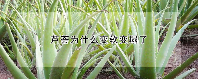 蘆薈為什么變軟變塌了