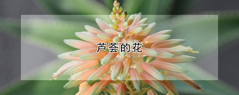 蘆薈的花