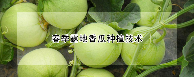 春季露地香瓜種植技術(shù)