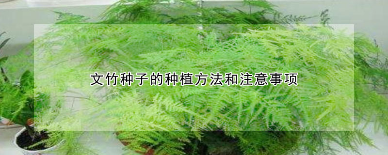 文竹種子的種植方法和注意事項