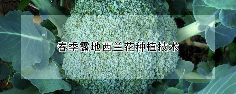 春季露地西蘭花種植技術(shù)