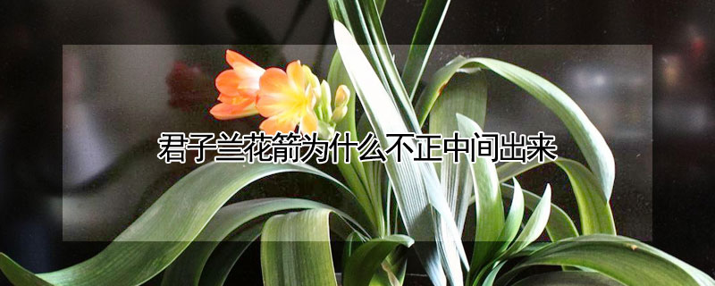 君子蘭花箭為什么不正中間出來