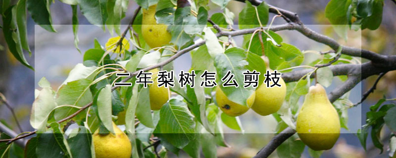 二年梨樹怎么剪枝