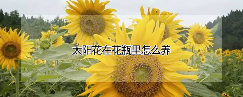 太陽花在花瓶里怎么養