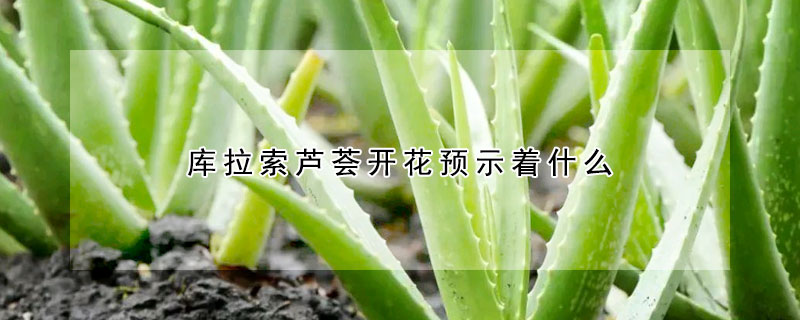 庫(kù)拉索蘆薈開(kāi)花預(yù)示著什么