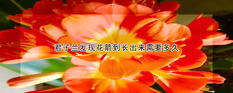 君子蘭發(fā)現(xiàn)花箭到長(zhǎng)出來(lái)需要多久