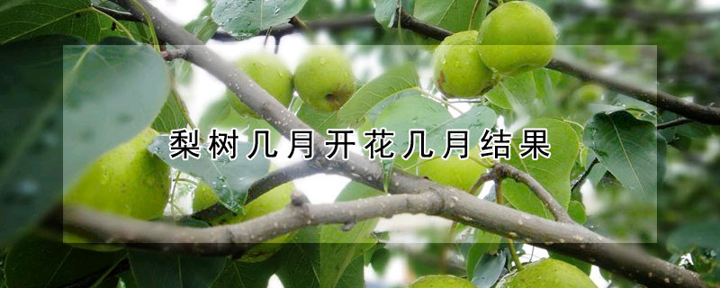 梨樹幾月開花幾月結(jié)果