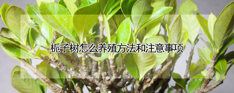 梔子樹怎么養(yǎng)殖方法和注意事項